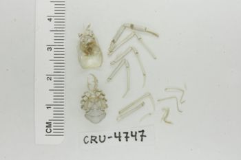 Media type: image;   Invertebrate Zoology CRU-4747 Description: Preserved specimen.;